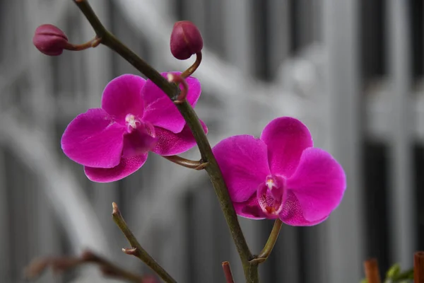 Крупный План Красивых Розовых Орхидей Мотыльков Растущих Размытом Фоне Зданий — стоковое фото