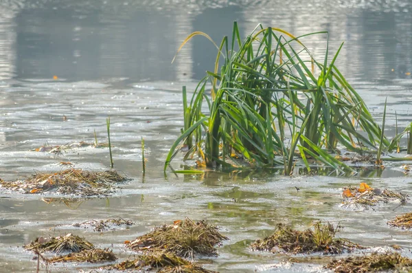 Uitzicht Het Moerassige Water Waaruit Ochtendmist Hoog Groen Gras Groeit — Stockfoto