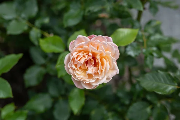 Eine Nahaufnahme Pinkfarbener Blumen Auf Der Insel Mainau Bodensee — Stockfoto