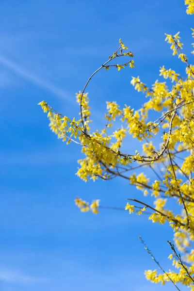 Una Floreciente Forsitia Primavera —  Fotos de Stock