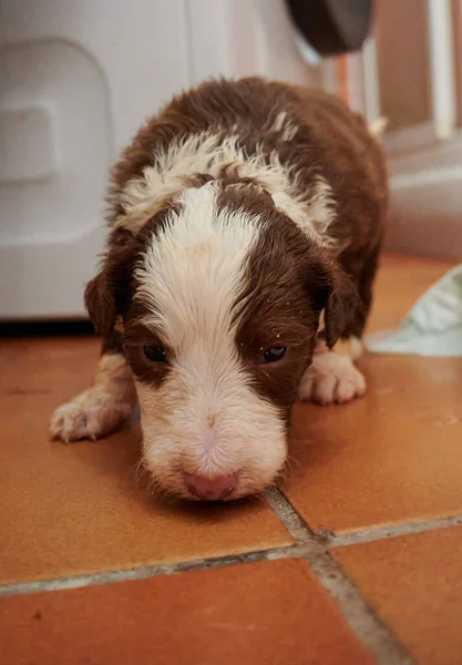 Sakallı Şirin Bir Collie Puppy — Stok fotoğraf
