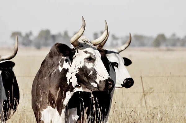 A selective focus shot of a herd of cows with black and white patterned skin in the farmland