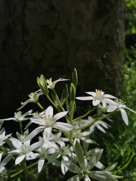 Gros Plan Vertical Une Fleur Étoile Bethléem Ornithogalum Umbellatum Poussant — Photo