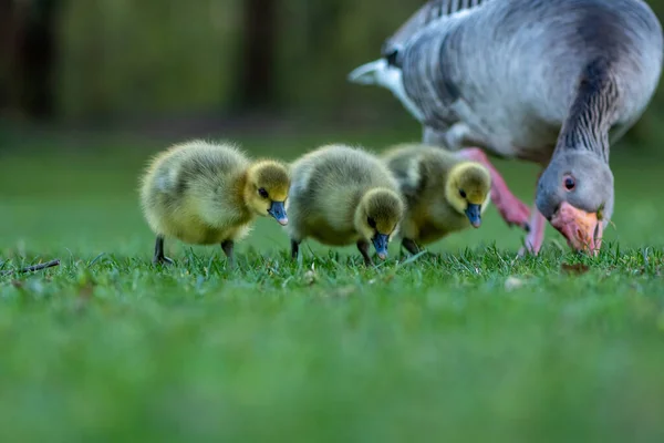 Ganso Madre Adorables Goslings Busca Comida Hierba — Foto de Stock