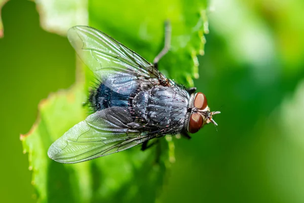 Een Vlieg Die Een Blad Tuin Staat — Stockfoto