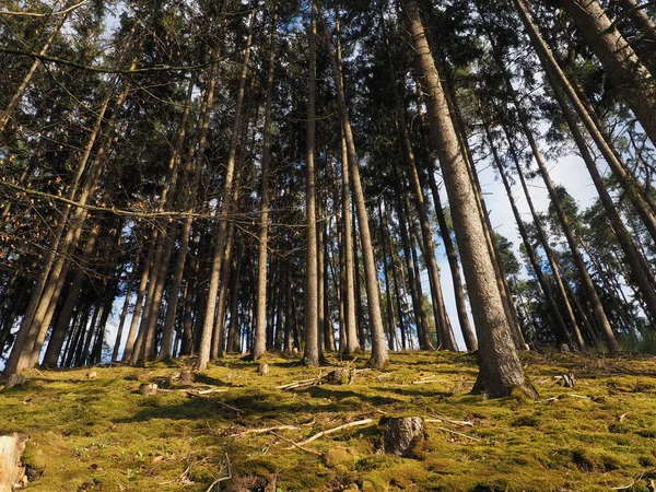 Vue Bas Vers Haut Une Forêt Avec Mousse Sol — Photo
