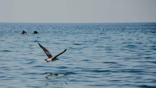 Tiro Perto Uma Bela Gaivota Voando Acima Água — Fotografia de Stock