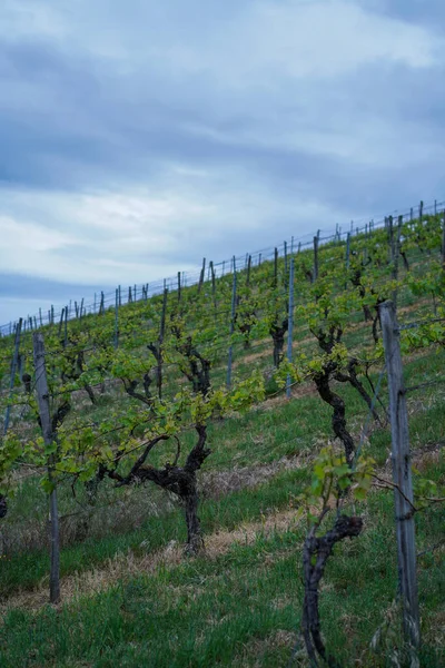 Plano Vertical Del Viñedo Bajo Cielo Azul —  Fotos de Stock