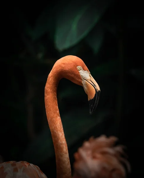 Ein Vertikaler Schuss Eines Flamingos Gegen Grüne Blätter — Stockfoto