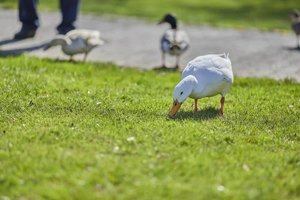 Tiro Enfoque Selectivo Pato Americano Pekin Alimentándose Hierba Verde Parque — Foto de Stock