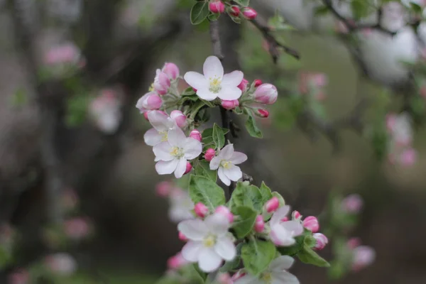 Een Selectieve Focus Shot Van Witte Rose Bloesems Een Appelboom — Stockfoto