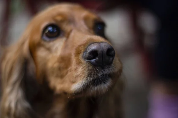 Selective Focus Mouth Brown Cocker Cute Eyes Blurry Background — Stock Photo, Image