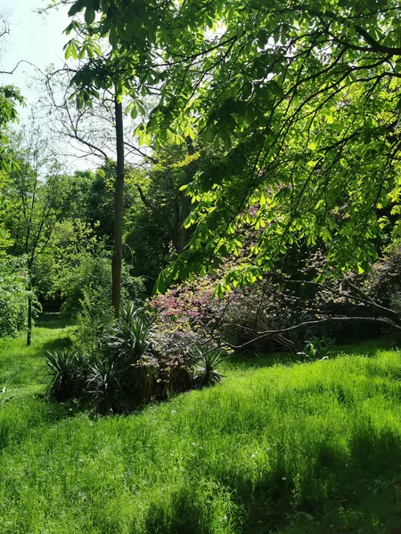 Eine Vertikale Aufnahme Einer Grünen Landschaft Mit Bäumen Retiro Park — Stockfoto