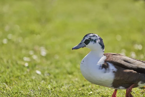 Closeup Shot Magpie Duck Standing Grass Park Bright Sunlight Blurred — Stock Photo, Image