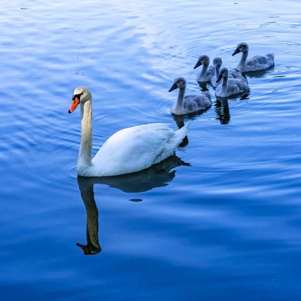 Cygne Mère Blanche Nageant Avec Des Cygnes — Photo