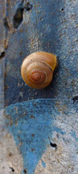 Caracol Azul Parede Grafite Cinza — Fotografia de Stock