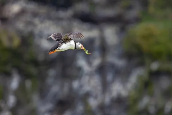 巣に飛んで行く一般的なパフィンの鳥のクローズアップショット — ストック写真