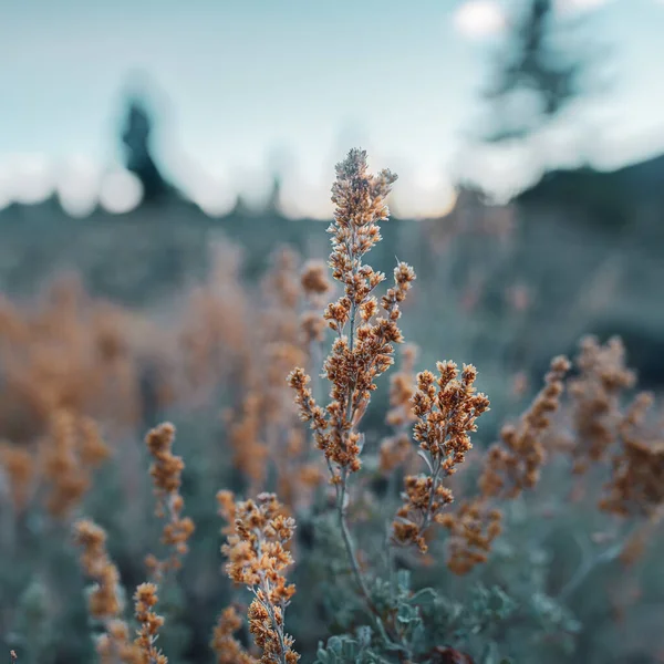 カリフォルニア州のセコイア国立の森の中の小さな乾燥植物の垂直ショット — ストック写真