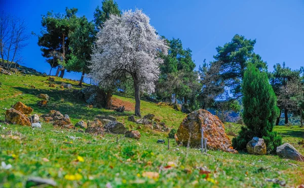 Beau Paysage Sur Une Prairie Verdoyante Avec Des Fleurs Sauvages — Photo