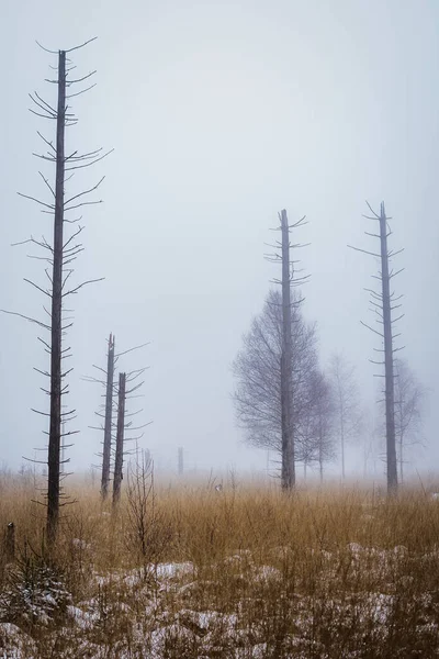 Függőleges Felvétel Egy Száraz Fűvel Borított Mezőről Melyet Könnyű Köd — Stock Fotó