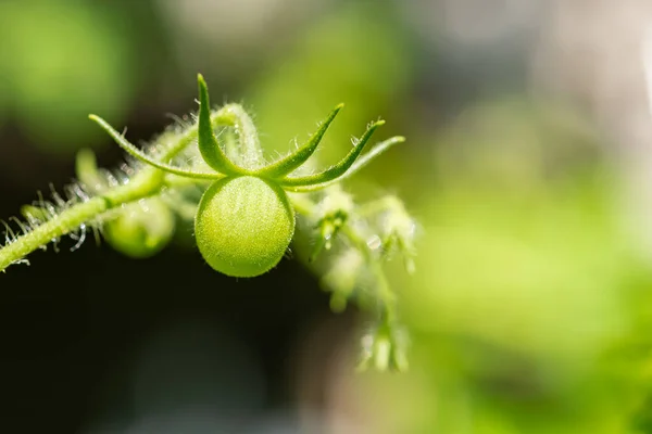 Fresh Tomatoes Growing Organic Home Garden — Stock Photo, Image