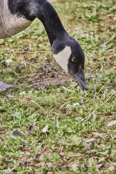 Primer Plano Vertical Ganso Con Cuello Negro Cabeza Comiendo Hierba — Foto de Stock