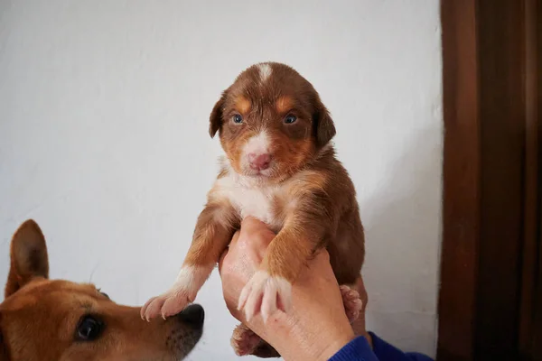 Egy Kéz Kezében Egy Aranyos Szakállas Collie Puppy Fehér Fal — Stock Fotó