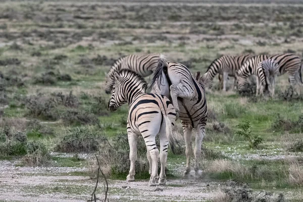 Zwei Zebras Rennen Busch Namibia — Stockfoto