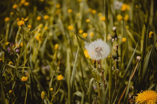 Closeup Dandelions Green Meadow — Stock Photo, Image