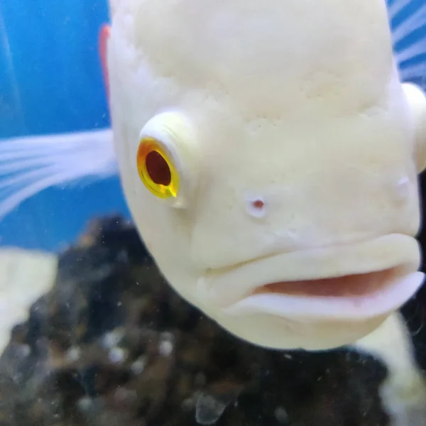 水族館で小さな魚のクローズアップショット — ストック写真
