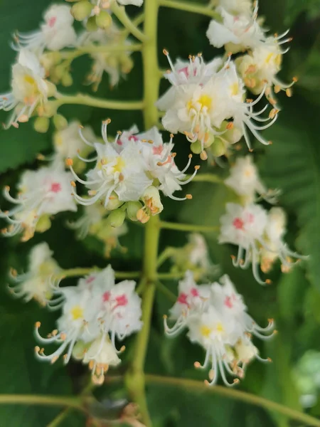 Vertikal Bild Buckeye Träd Blommor Suddig Bakgrund — Stockfoto