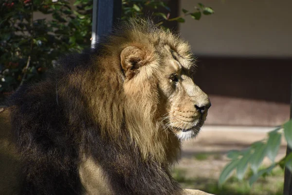 陽射しの下でのライオンの横顔 — ストック写真