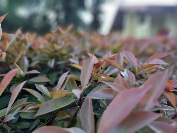 Primer Plano Hojas Plantas Diferentes Colores —  Fotos de Stock