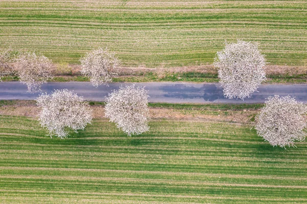 春には木々の畑の間の道路上の空中風景 — ストック写真