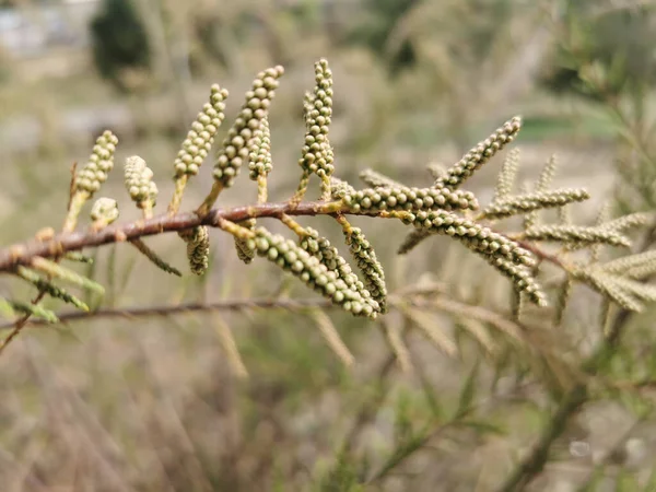 緑のぼやけた背景を背景に長い茎の上に仲間の植物の閉鎖 — ストック写真