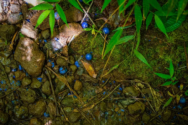 Las Bayas Redondas Azules Esparcidas Por Suelo Cerca Las Cataratas —  Fotos de Stock