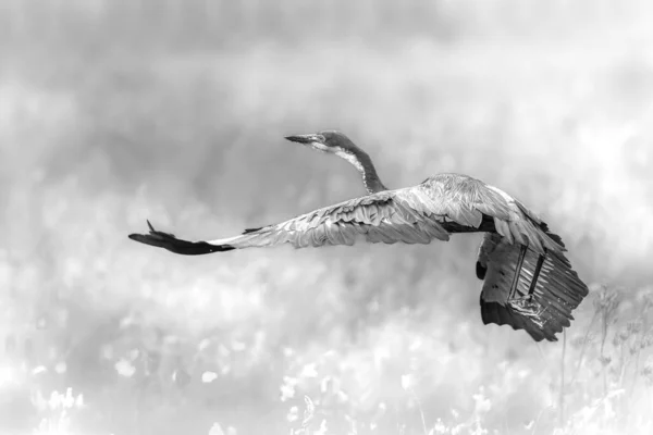 Ένα Πουλί Ερωδιού Που Πετάει Πάνω Από Μια Αφρικανική Σαβάνα — Φωτογραφία Αρχείου