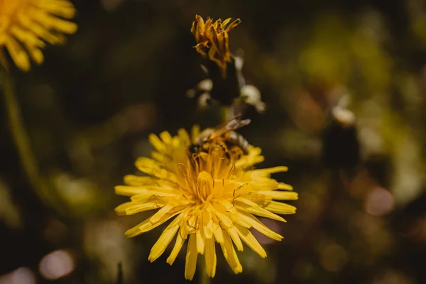 Zbliżenie Wschodniej Pszczoły Miodnej Wspólnym Mniszku Taraxacum Officinale — Zdjęcie stockowe