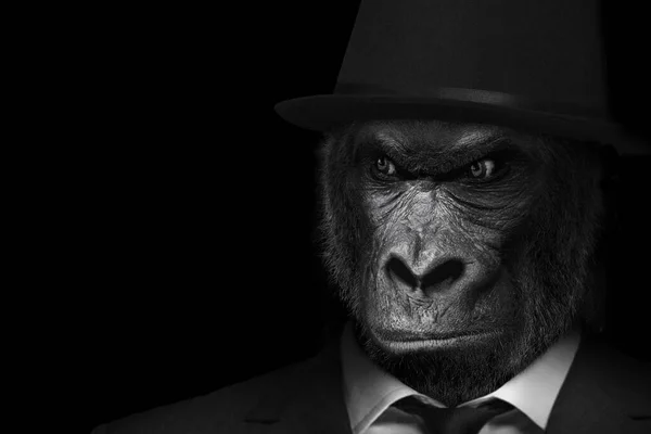 A gorilla wearing a suit and a hat isolated on a black background