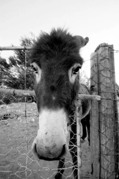 A vertical grayscale closeup of a donkey's face near the fence in the countryside