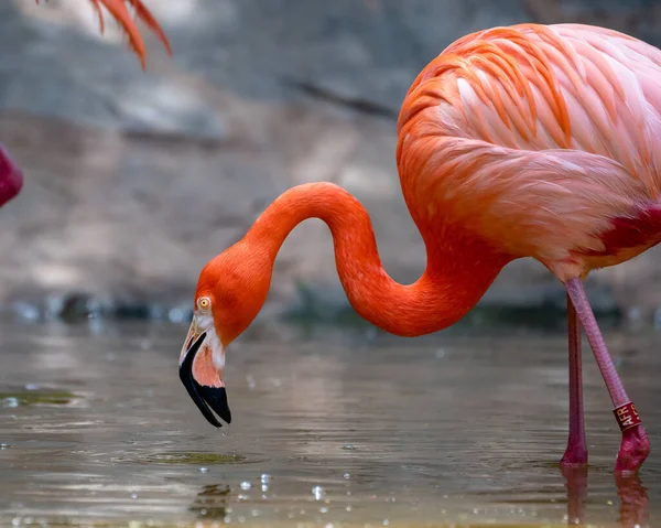 Селективный Снимок Розового Фламинго Воде — стоковое фото