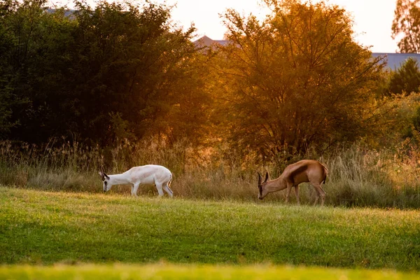 Deux Antilopes Brunes Blanches Broutant Dans Les Terres Agricoles Verdoyantes — Photo