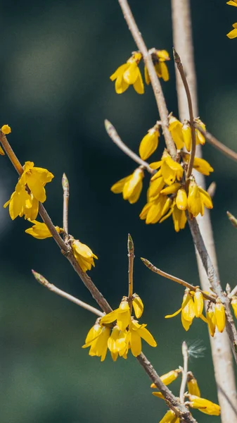 Gros Plan Vertical Des Fleurs Forsythia Poussant Dans Jardin Sur — Photo