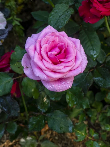 Bunga Mawar Merah Muda Dengan Latar Belakang Daun Kabur Pink — Stok Foto