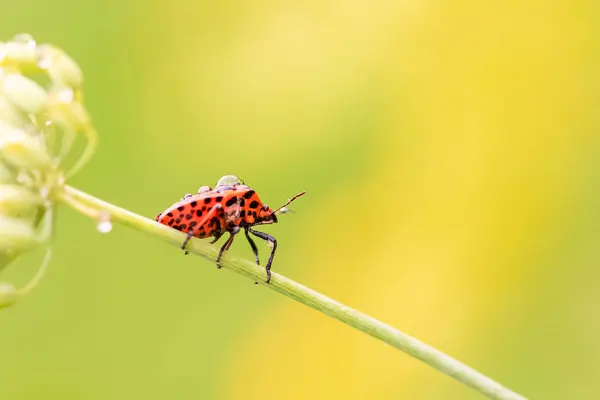 Inseto Listrado Graphosoma Italicum Inseto Colorido Caule Erva Doce — Fotografia de Stock