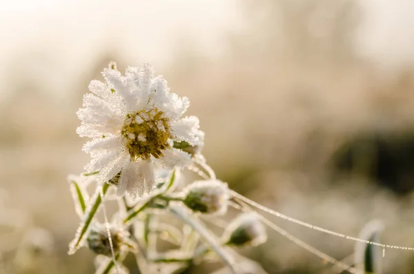 Primer Plano Una Flor Manzanilla Congelada Cubierta Con Heladas Matutinas —  Fotos de Stock