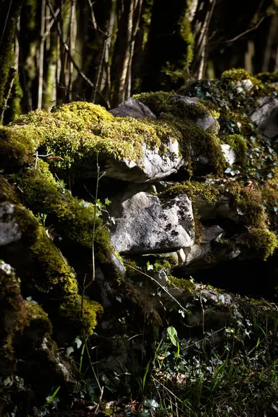 Detailní Záběr Mechových Kamenů Lese — Stock fotografie