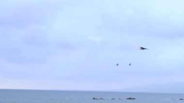 Gökyüzünde uçan martıların yavaş çekim görüntüleri..