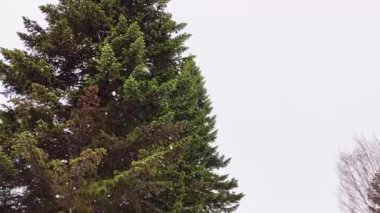 Sisli bir günde büyük bir çam ağacı