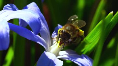 Bahçedeki mavi çiçekte küçük bir arının yakın çekim görüntüsü